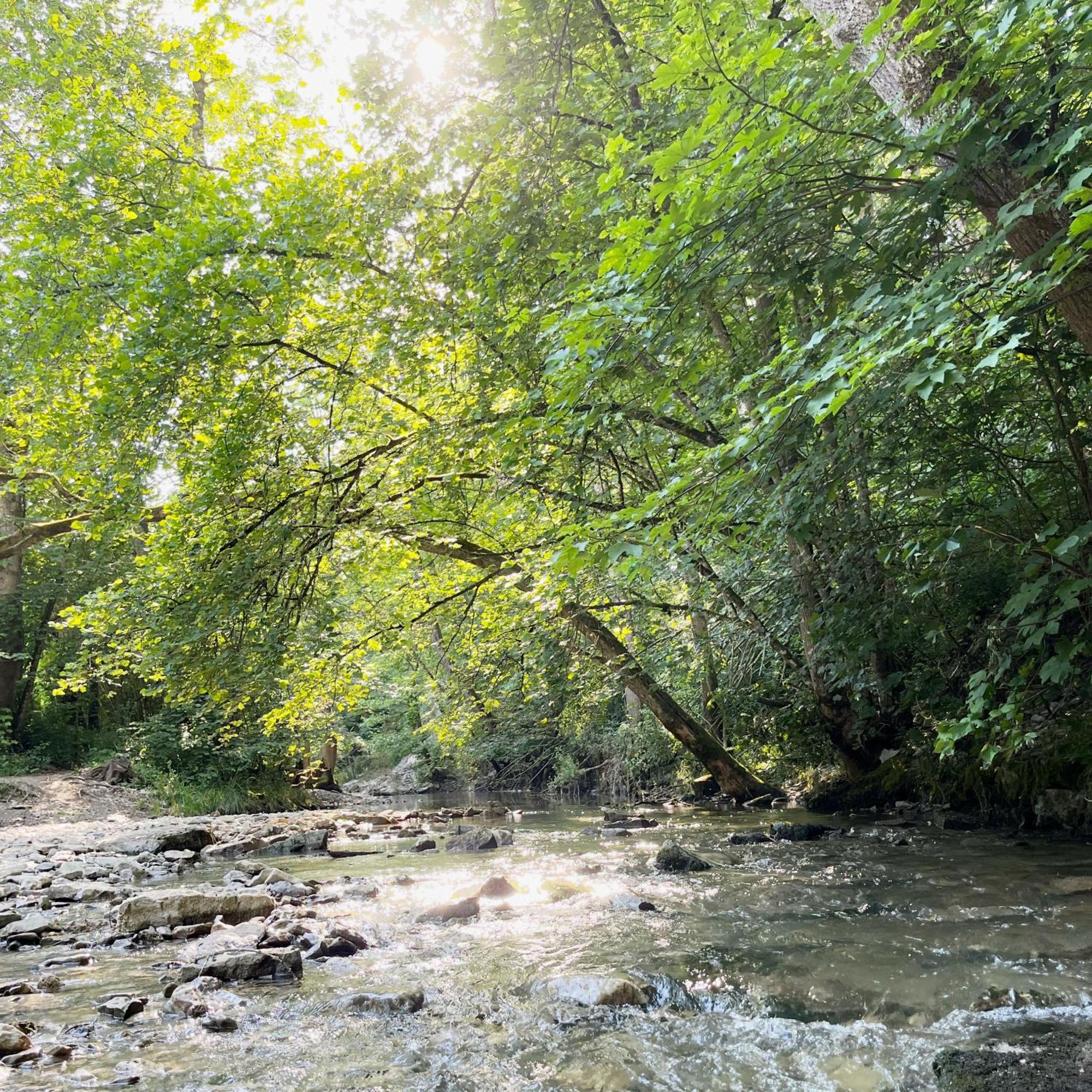 Tauberchalet - Luxury Biohacking & Natur-Retreat Mit Whirlpool & Sauna - Familienfreundlich Rothenburg ob der Tauber Eksteriør bilde