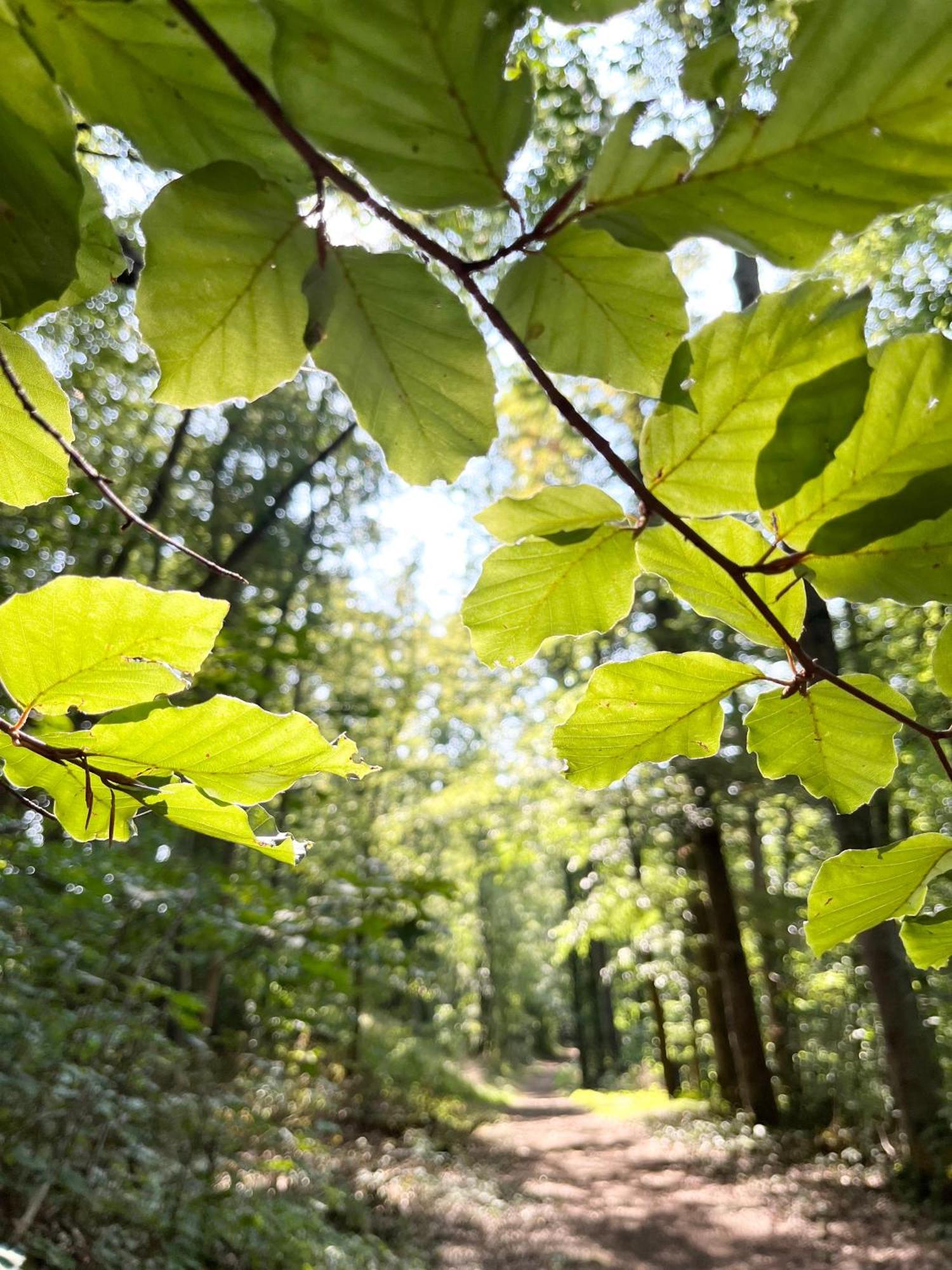 Tauberchalet - Luxury Biohacking & Natur-Retreat Mit Whirlpool & Sauna - Familienfreundlich Rothenburg ob der Tauber Eksteriør bilde